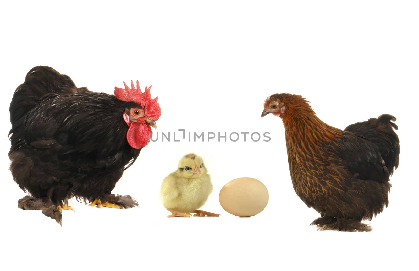 cock and  hen on a white background                               