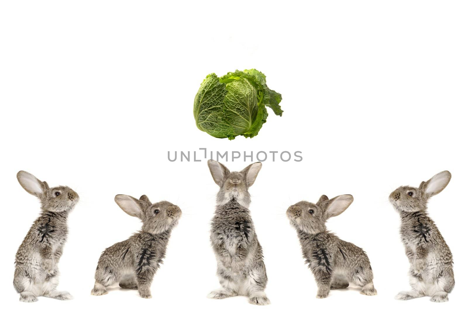 Five grey  rabbit on  a white background