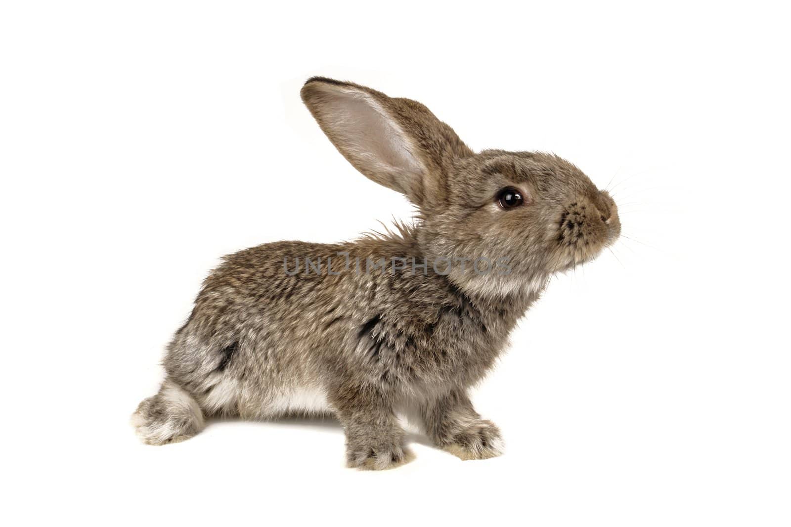 grey rabbit �n a white background