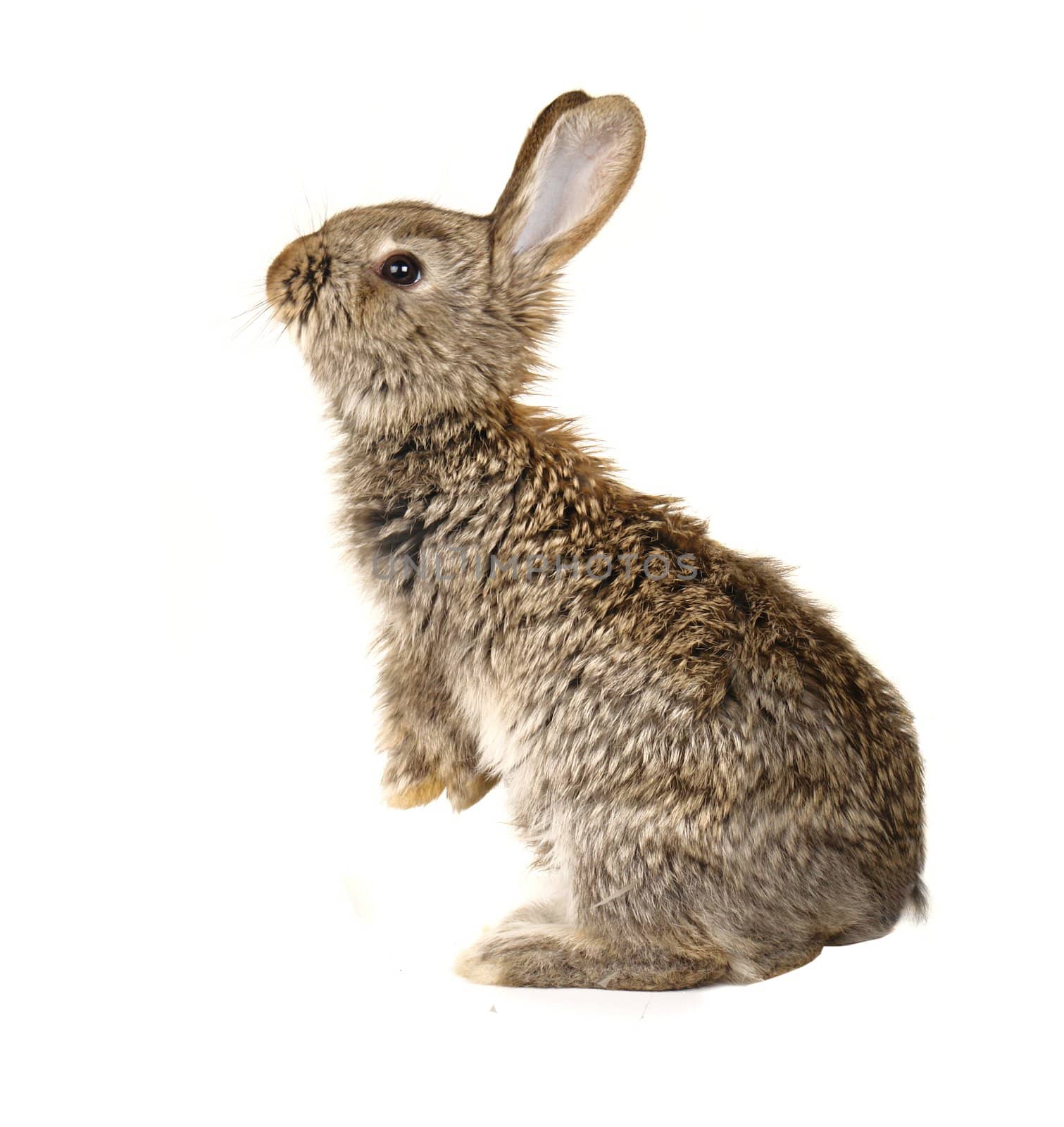 grey rabbit on a white background