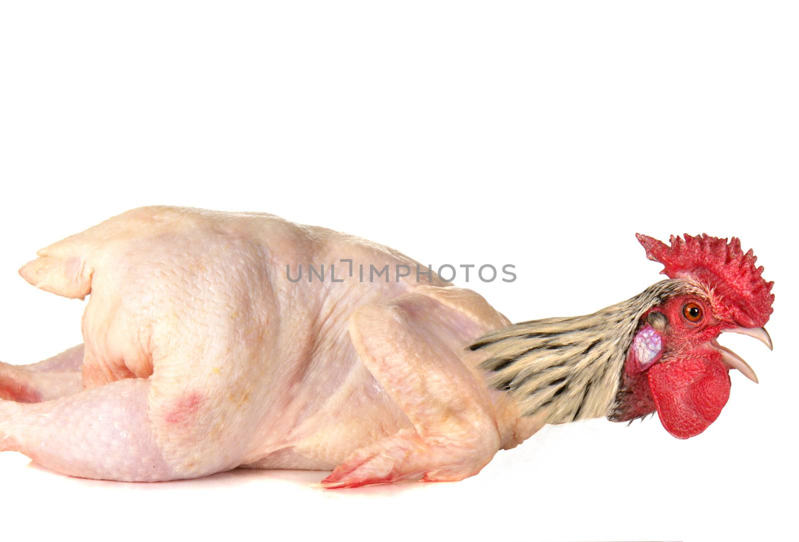 raw full length chicken lying            by panbazil