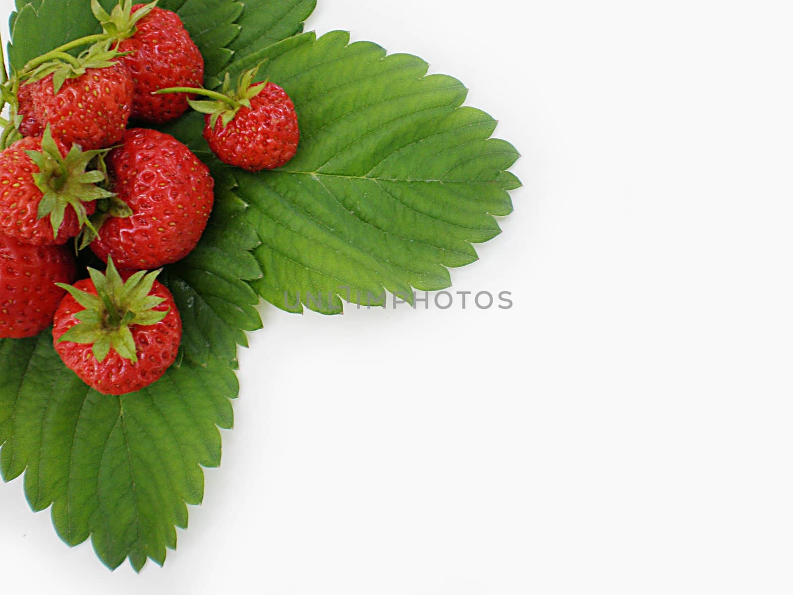 strawberries on green leaves