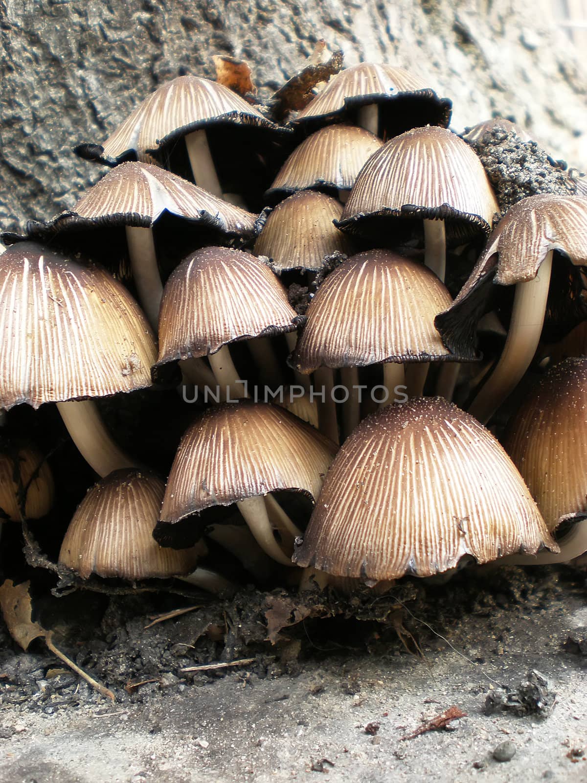 mushroom by Dessie_bg
