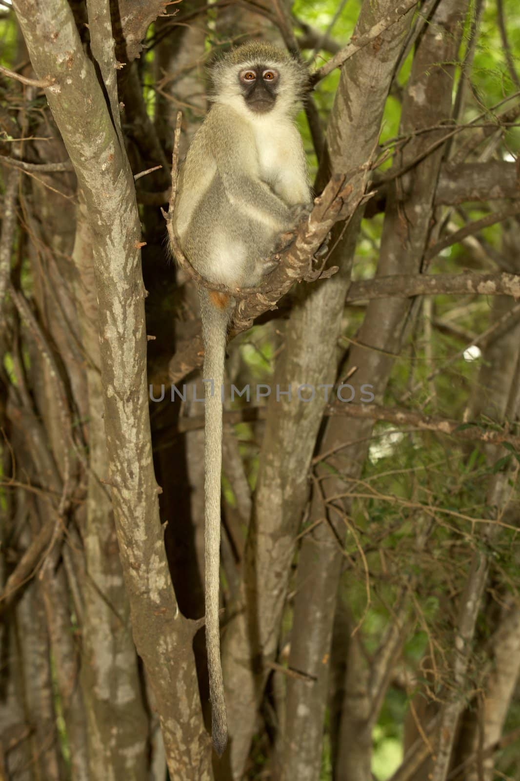 Vervet Monkey by zambezi