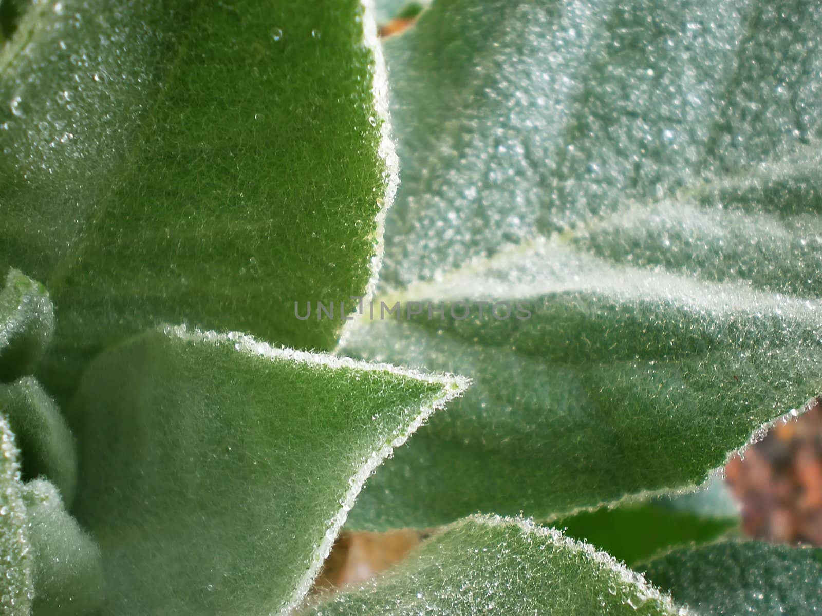 dew drops on a green forest flower