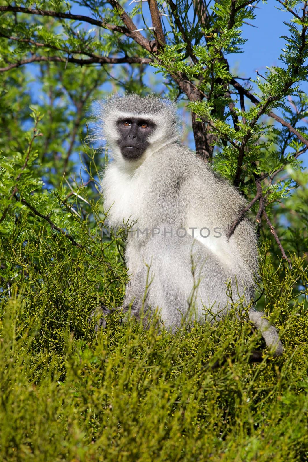 Portrait of a vervet (green) monkey (Cercopithecus aethiops) in Mountain Zebra National Park, South Africa.