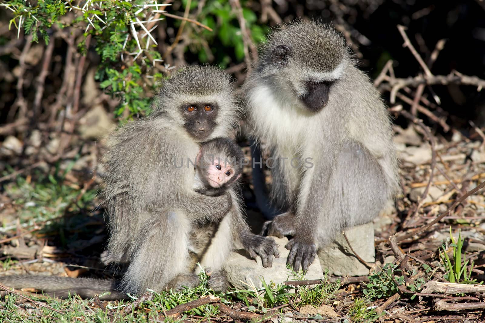 Vervet Monkey Group by zambezi