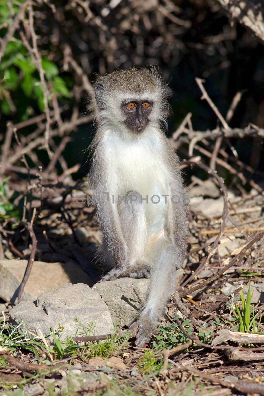 A young vervet (green) monkey (Cercopithecus aethiops) in Mountain Zebra National Park, South Africa.