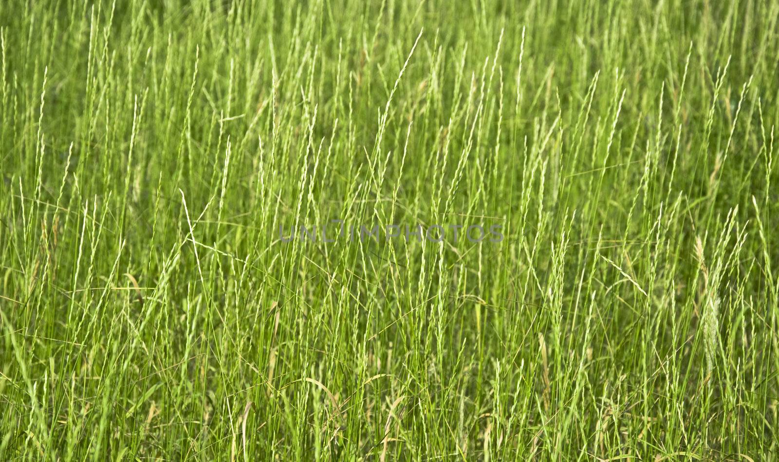 Texture of green grass closeup. Focus on the first stalks. Blur. Low depth of field.