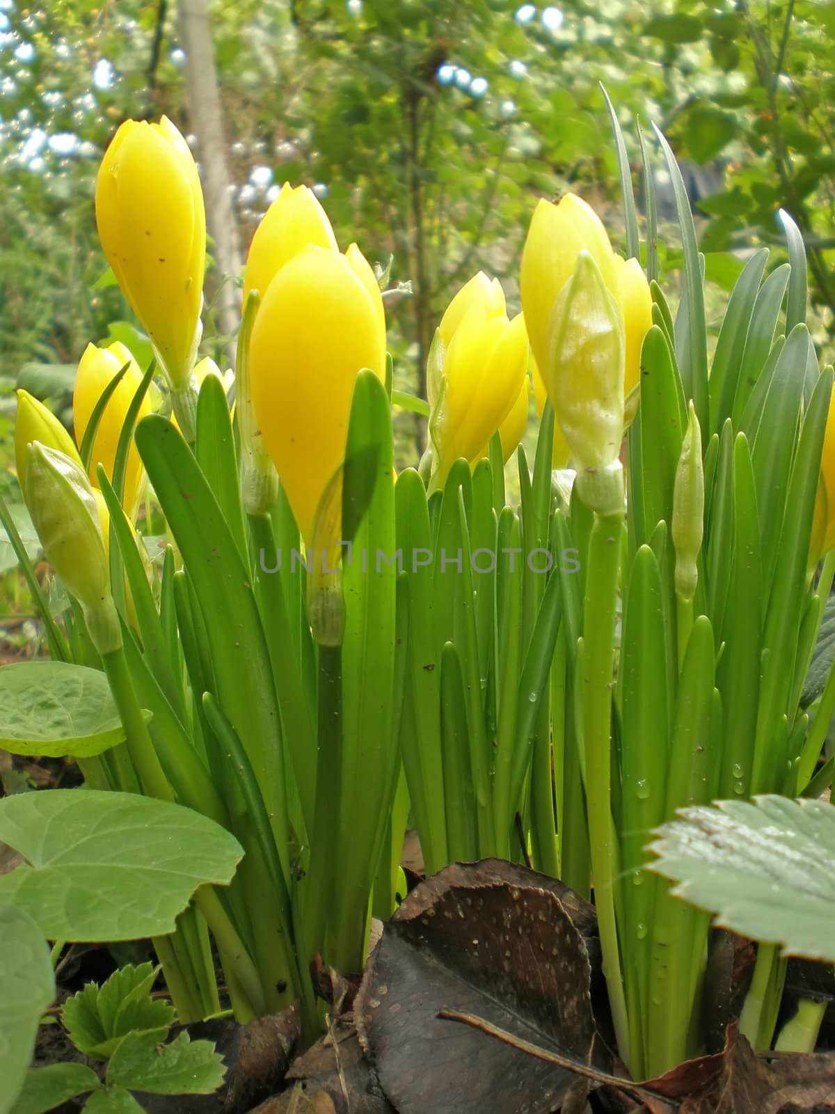 yellow crocuses in a garden in autumn by Dessie_bg