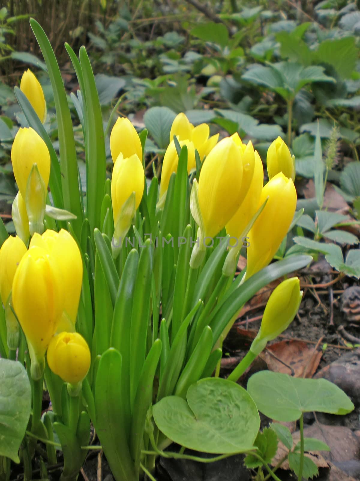 bunch of yellow crocuses in a garden in autumn   