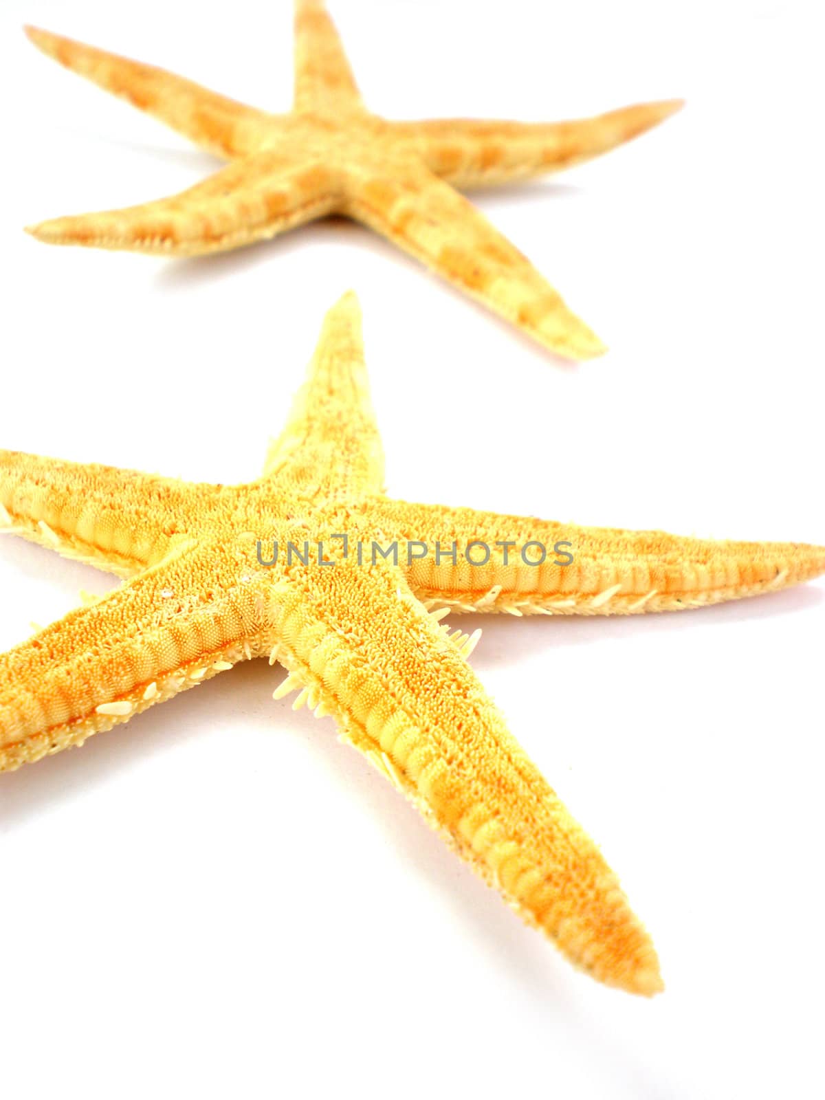 starfish isolated on white background by Dessie_bg