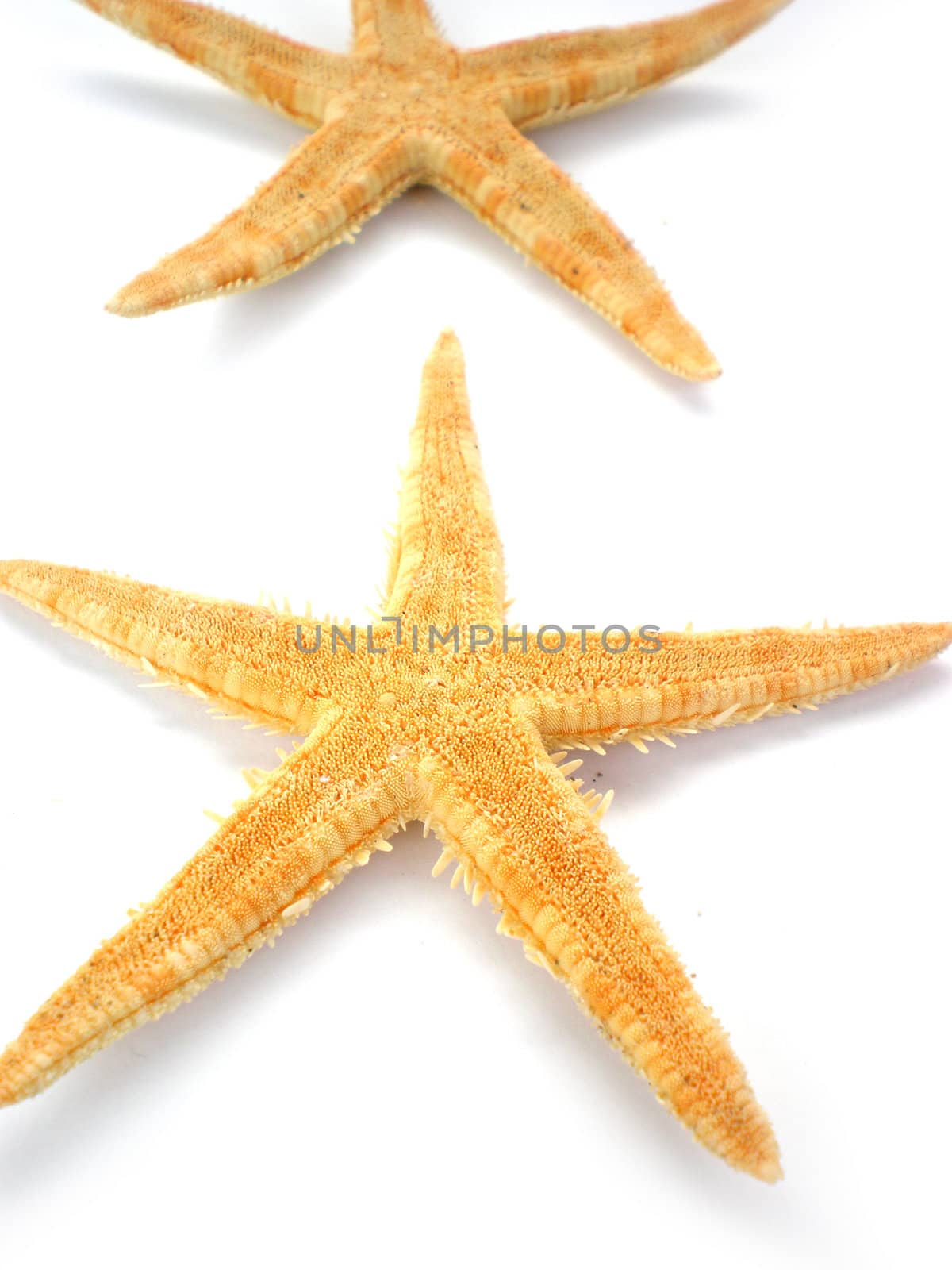 two beautiful starfish isolated on white background
