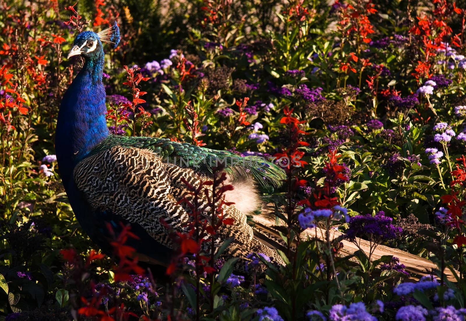 Peacock between flowers by Colette