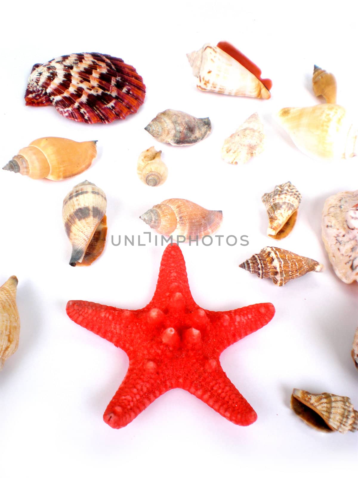 a lot of beautiful shells isolated on white background