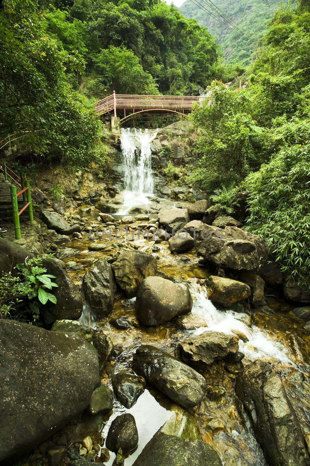 bridge in forest