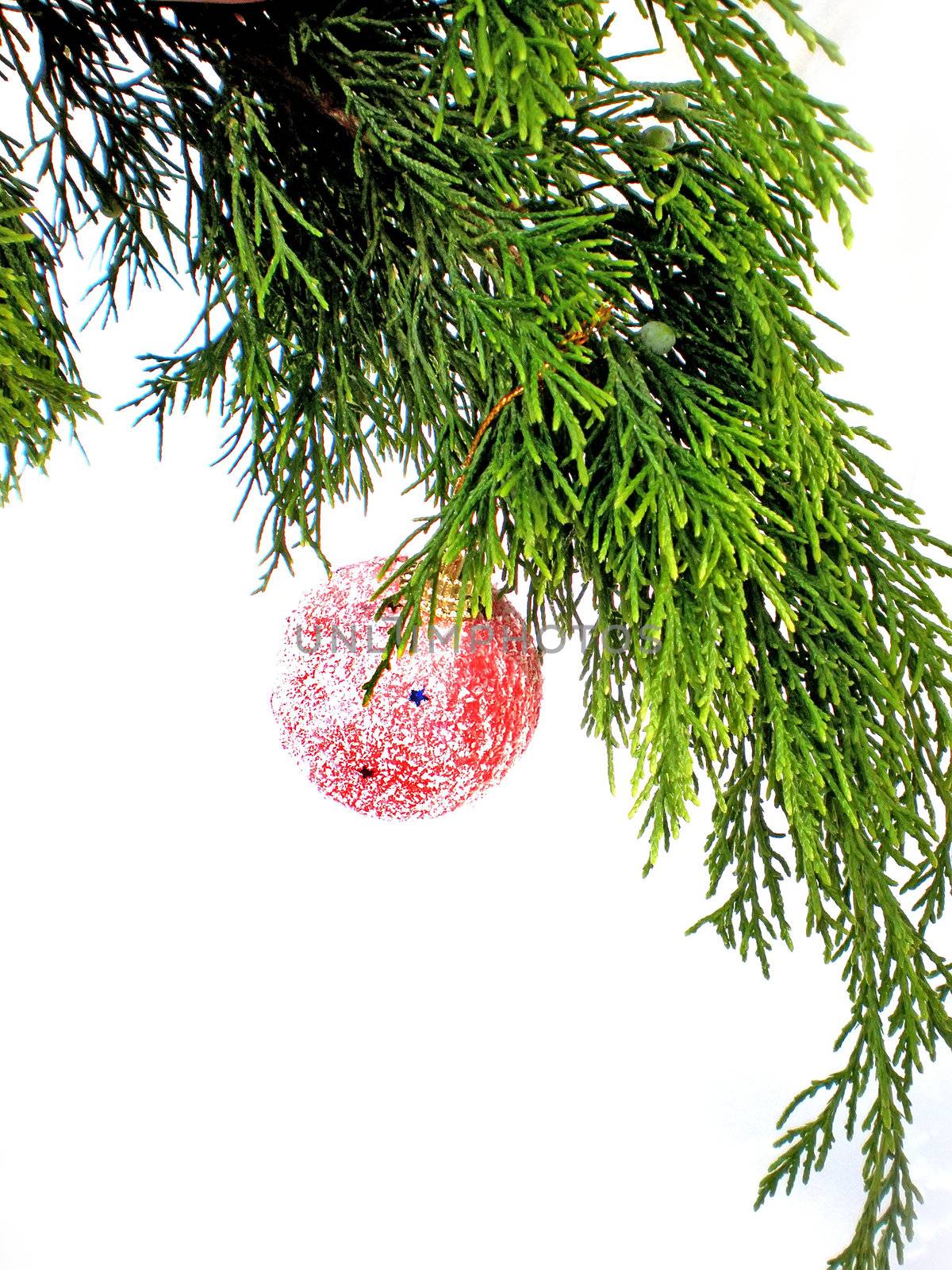 decorated pine Christmas branch isolated on white background