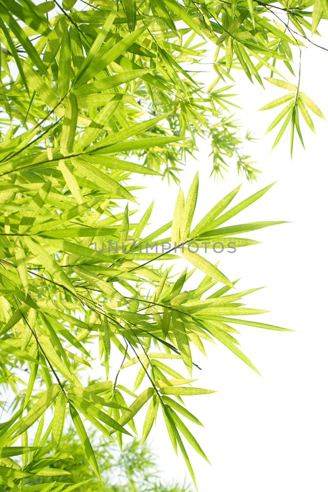 Beautiful Bamboo Border 
