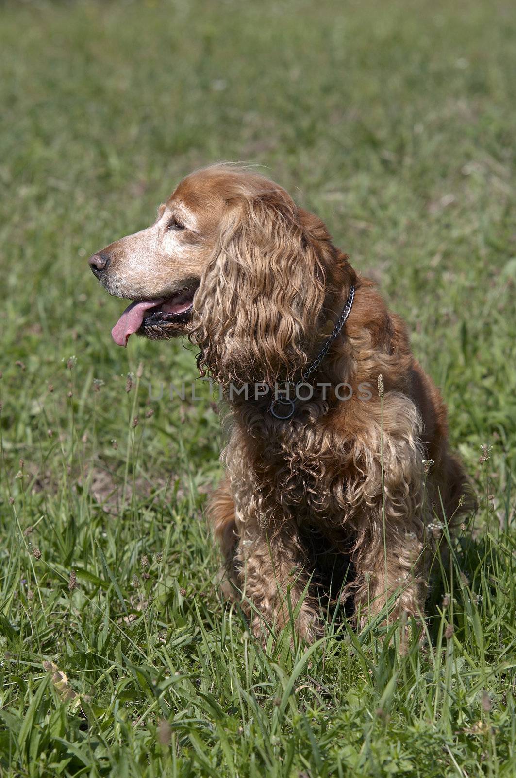 on the meadow by Mibuch