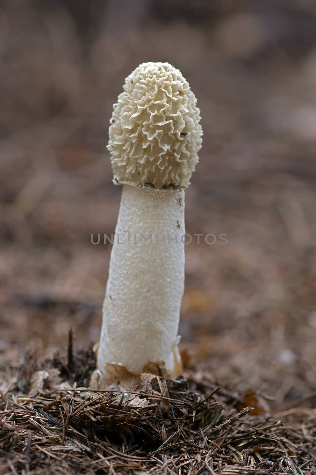 common stinkhorn by Mibuch