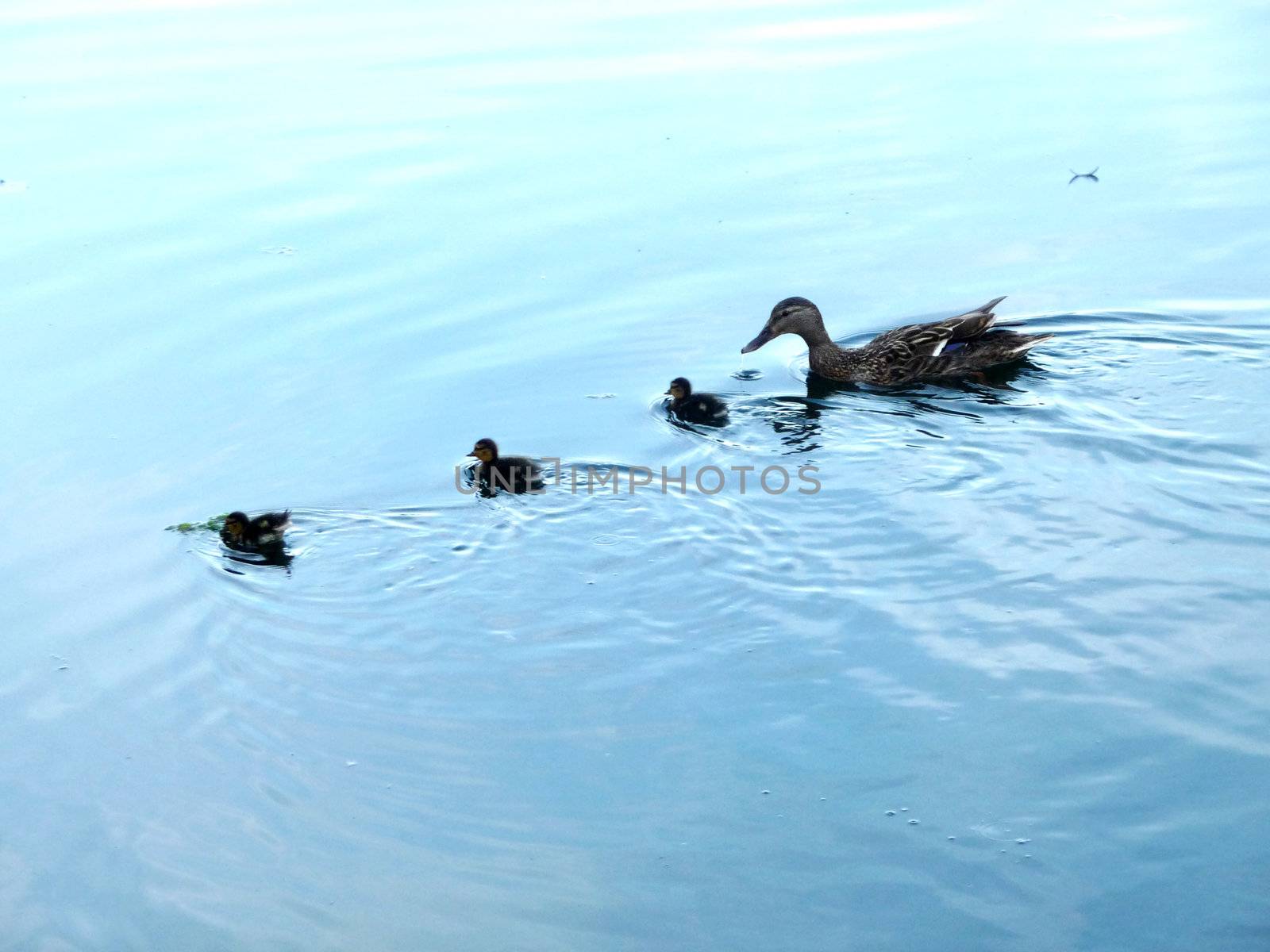 Some Ducklings and their mother duck in the water.