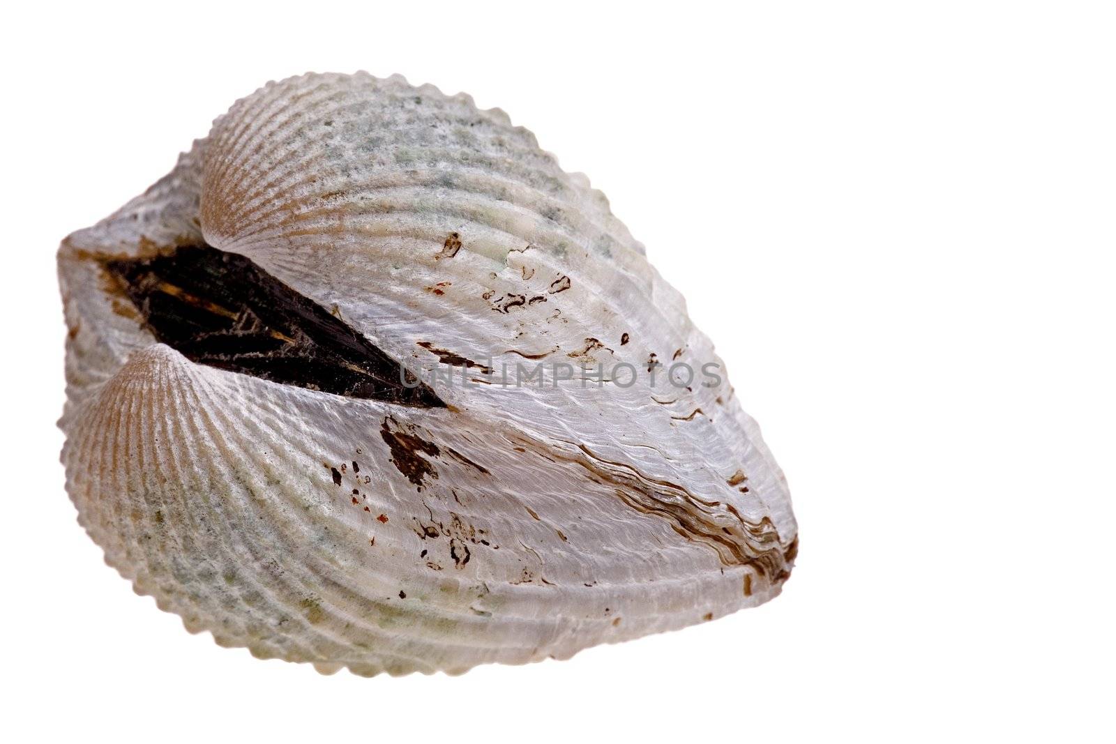 Isolated macro image of a fresh cockle.