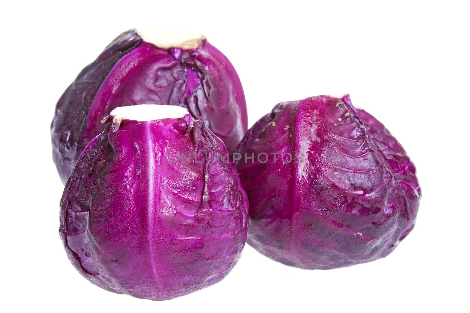 Isolated image of organically grown red cabbages.