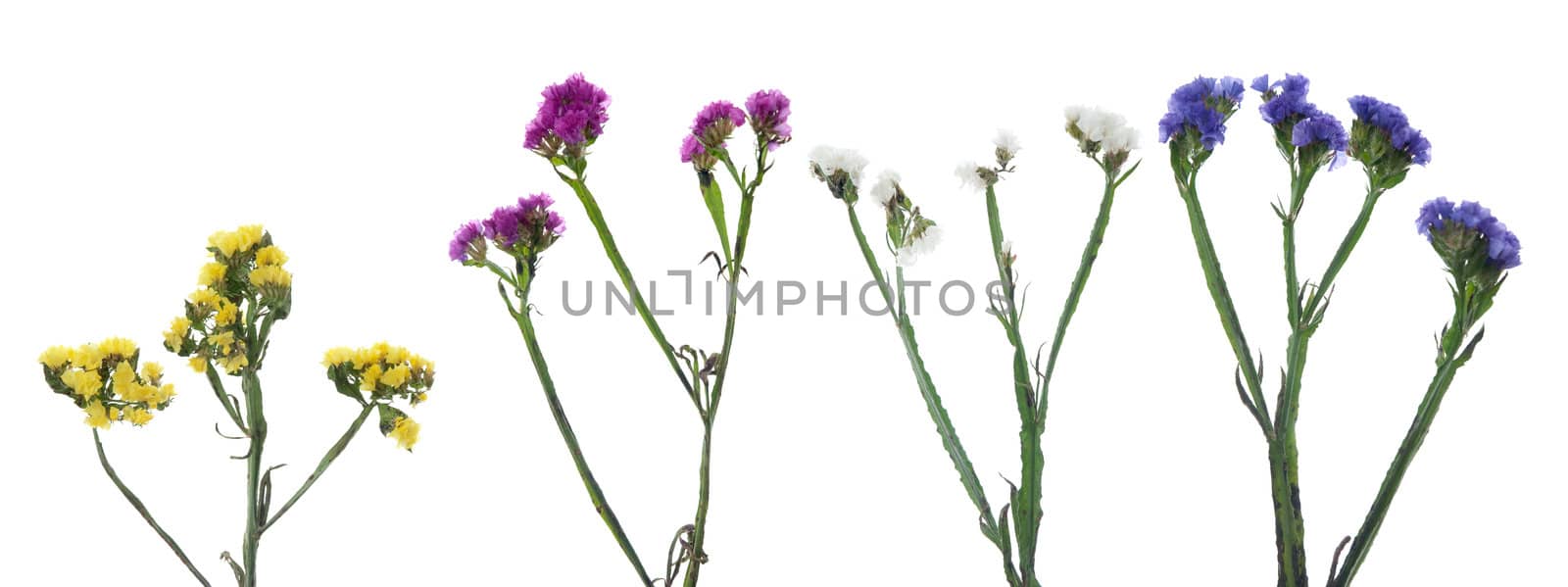 Statice flowers isolated on white background.