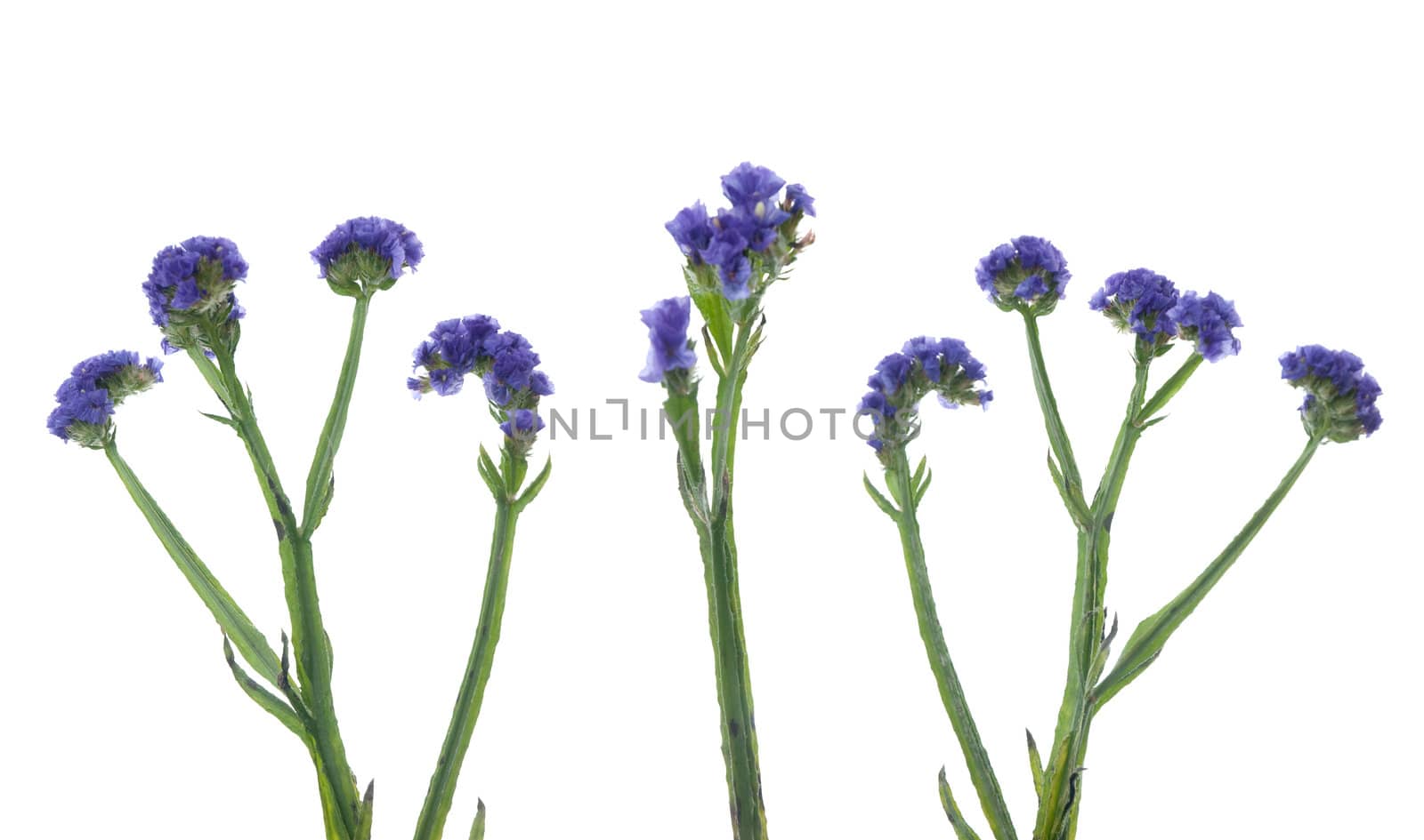 Statice flowers isolated on white background.