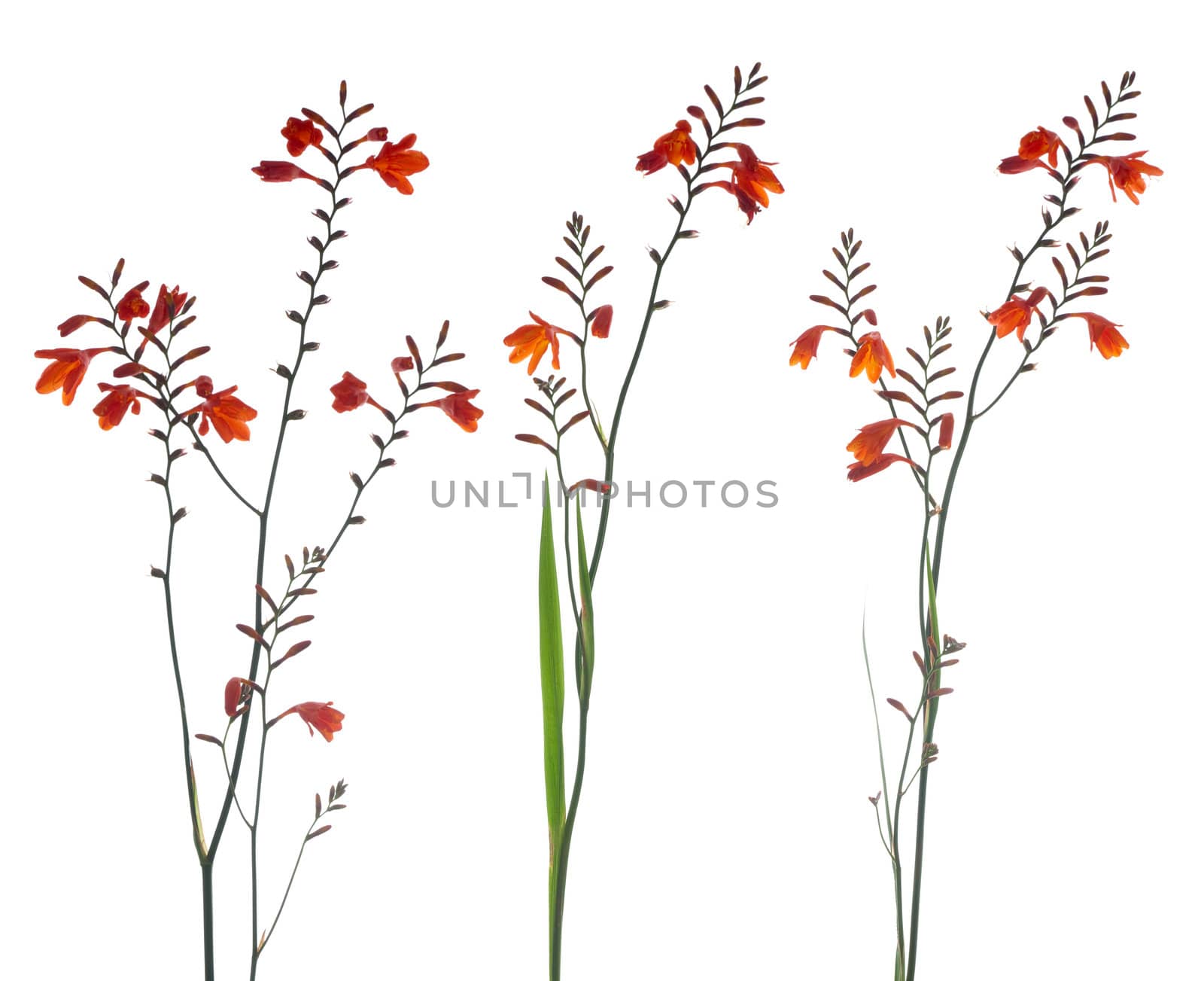 Orange Marsh Gladiolus flowers isolated against white.