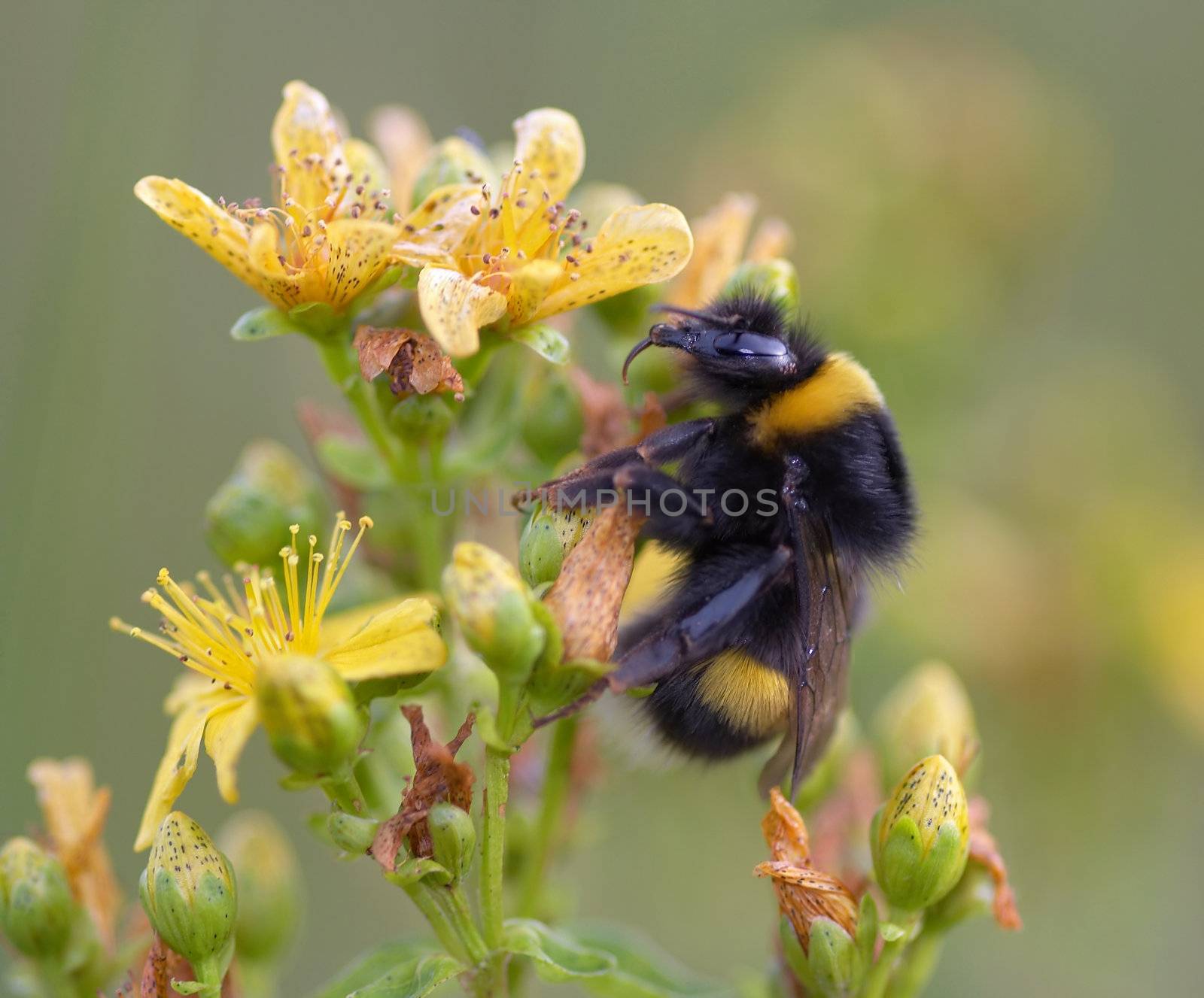 Macro (close-up) of the bumblebee