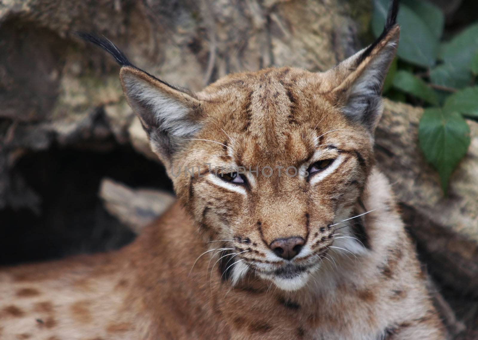 Shot of the European lynx - detail of the head