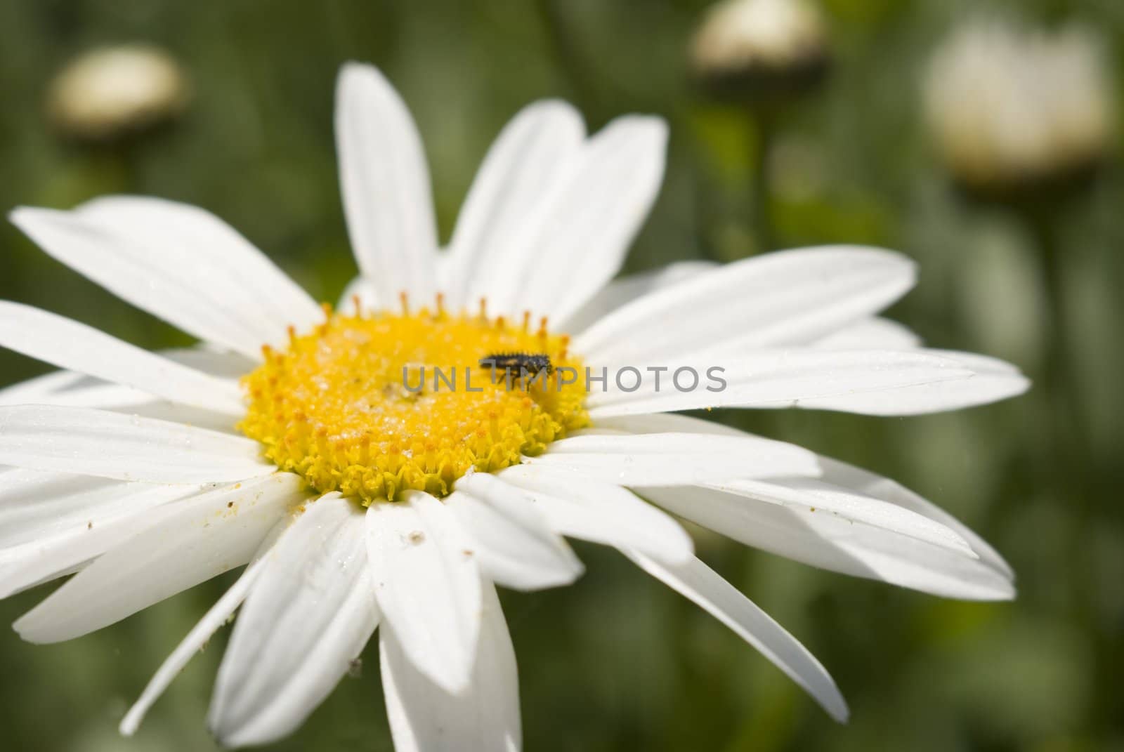 a bug in the center of a daisy