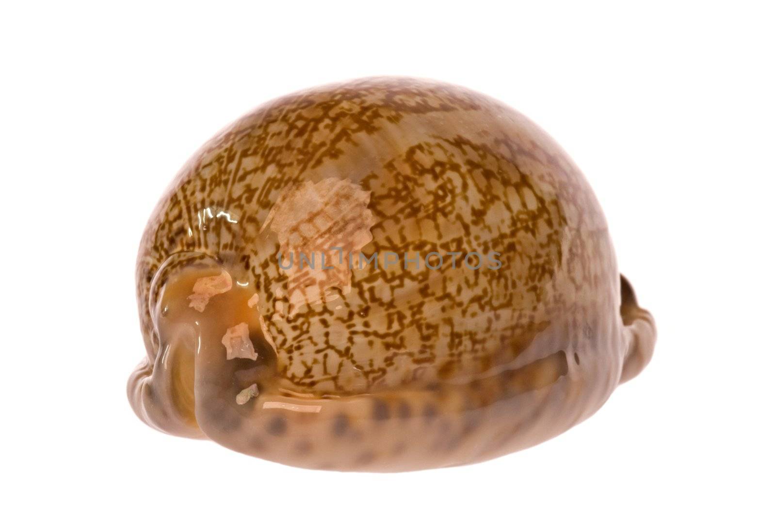 Isolated macro image of a cowrie sea shell.