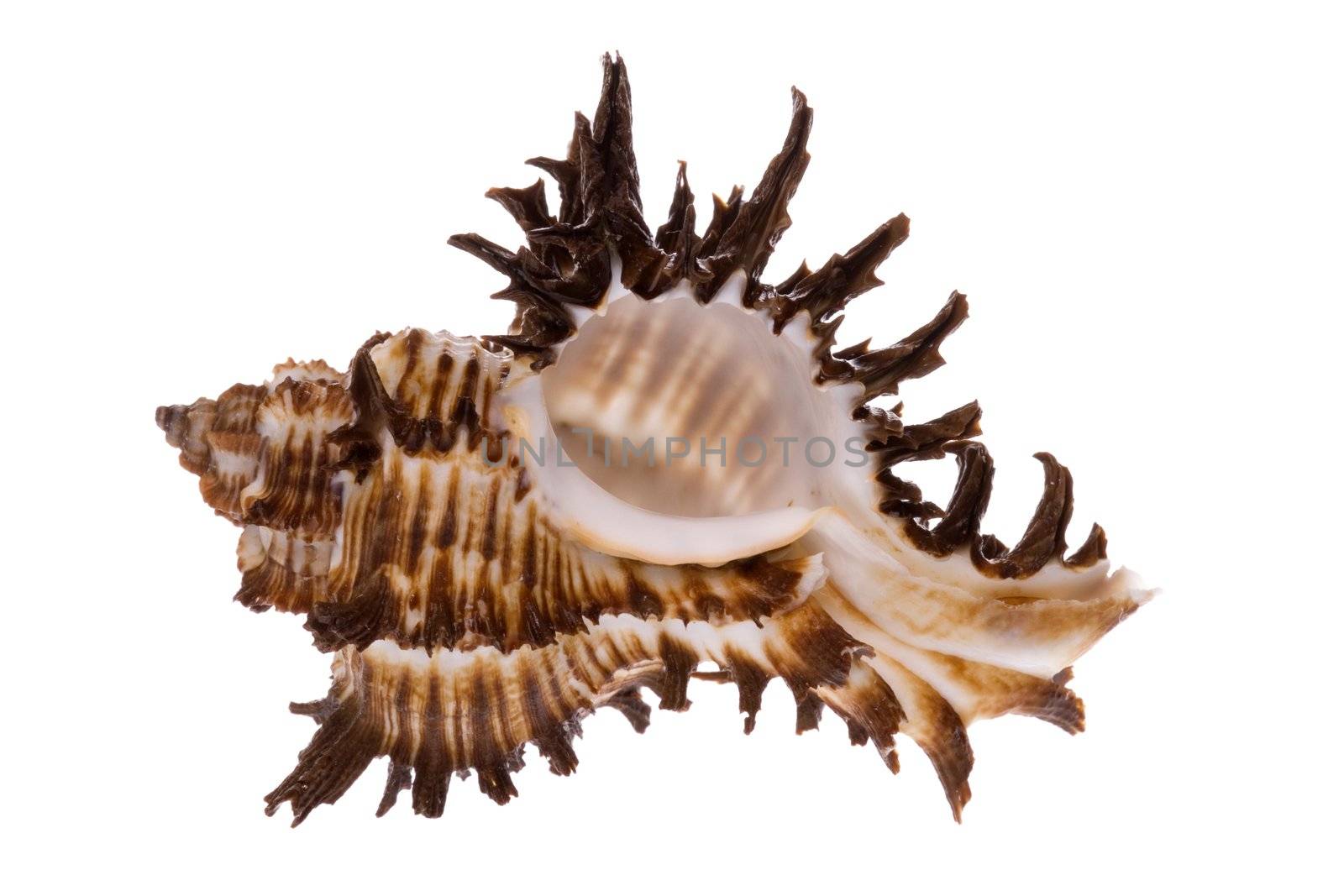Sea Shell by shariffc