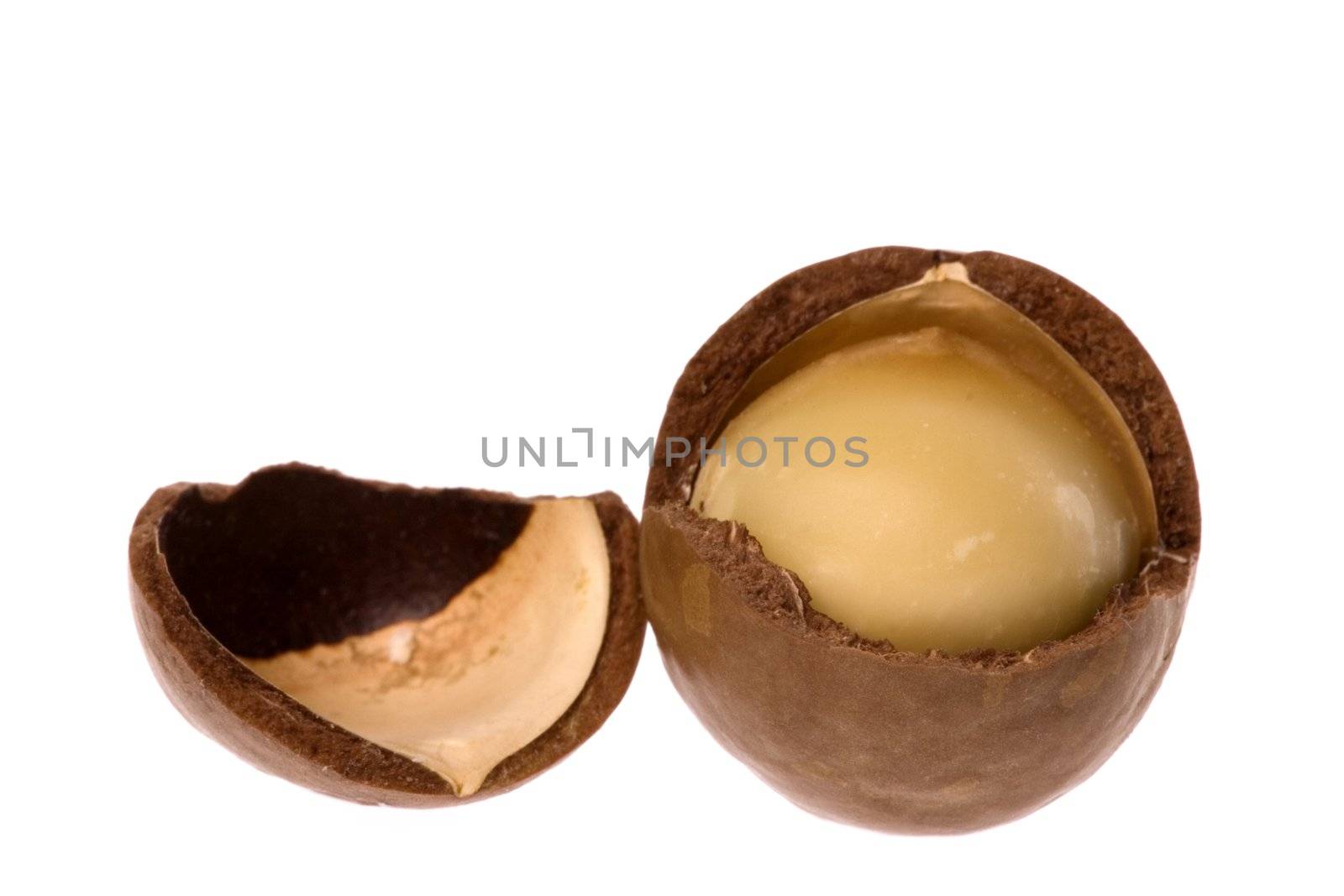 Isolated macro image of a Macadamia Nut.