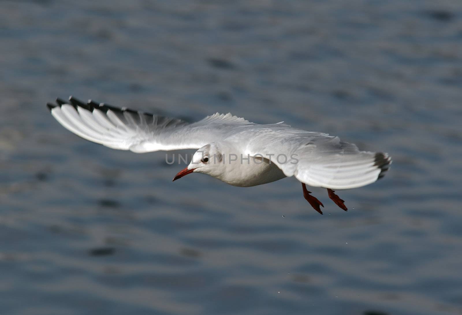 Shot of the flying gull - laughing gull