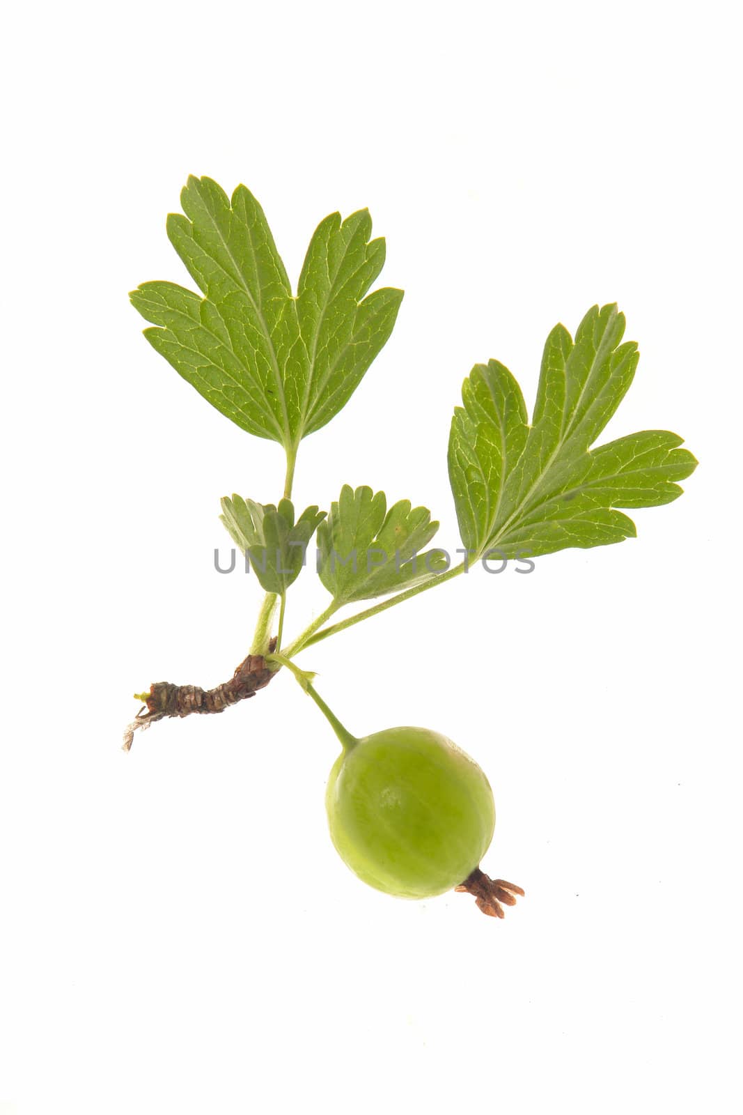 ripe gooseberry with leaf on...                                