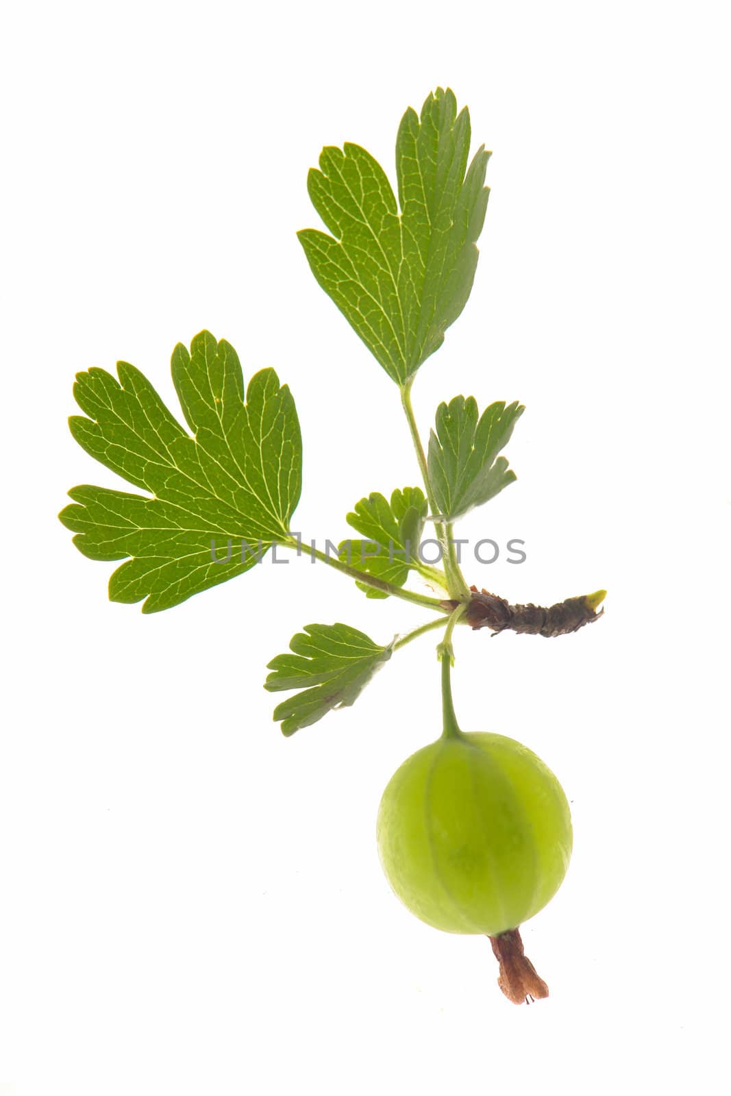 ripe gooseberry with leaf on...                                