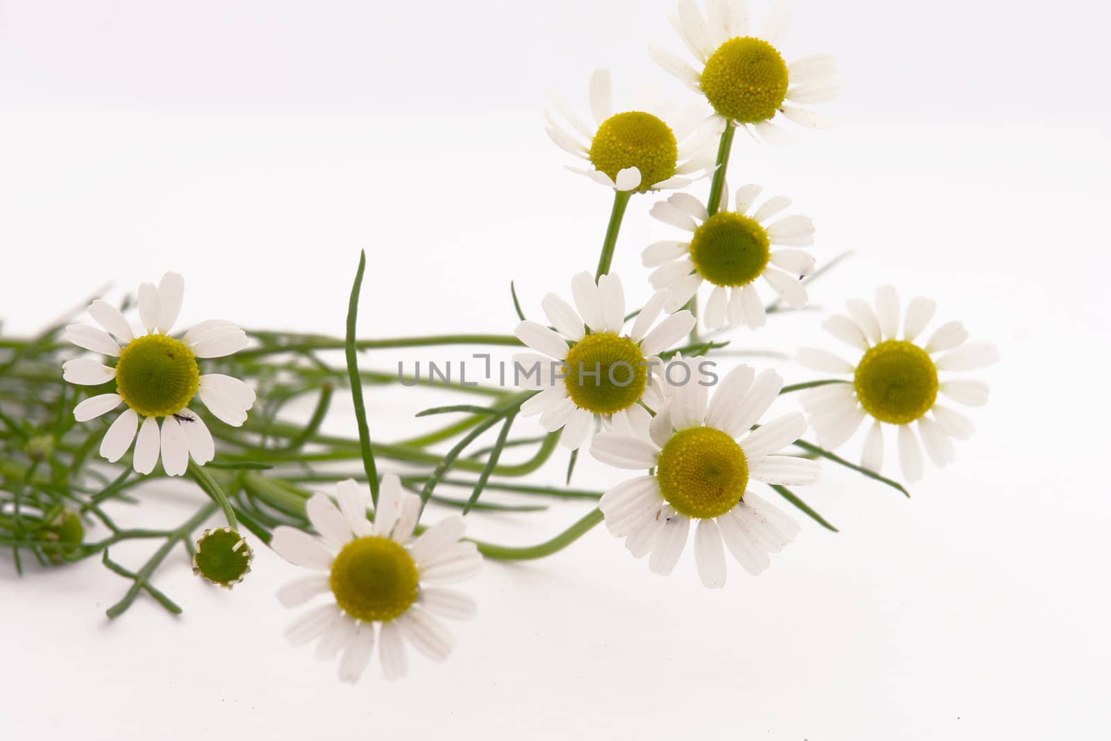 medical camomile  over white                              