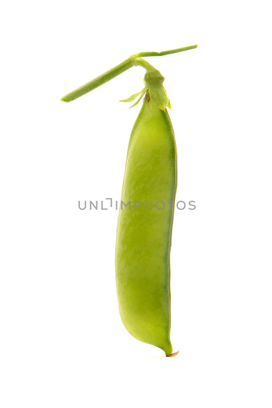 Garden fresh peas, on white                               