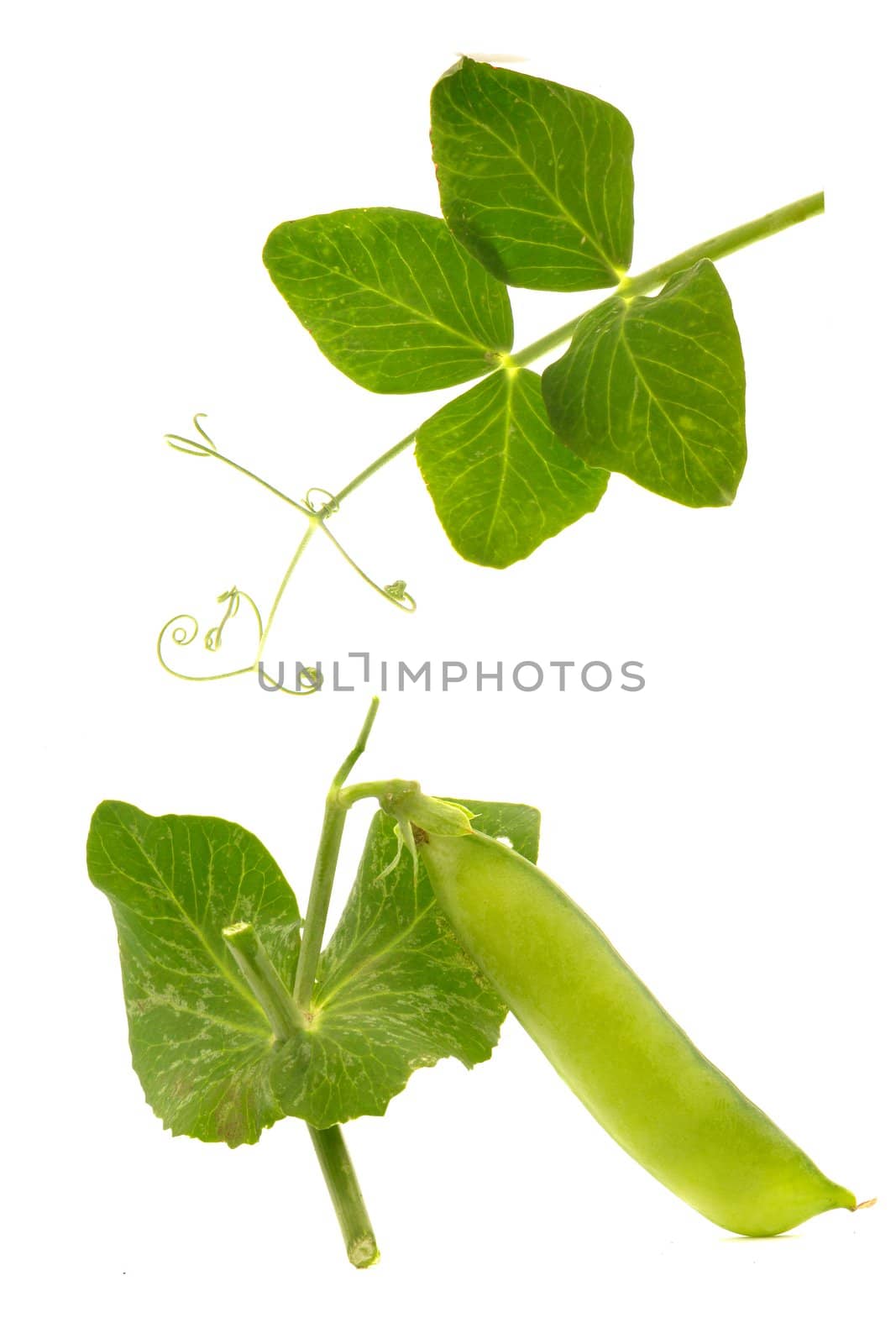 Garden fresh peas, on white                               