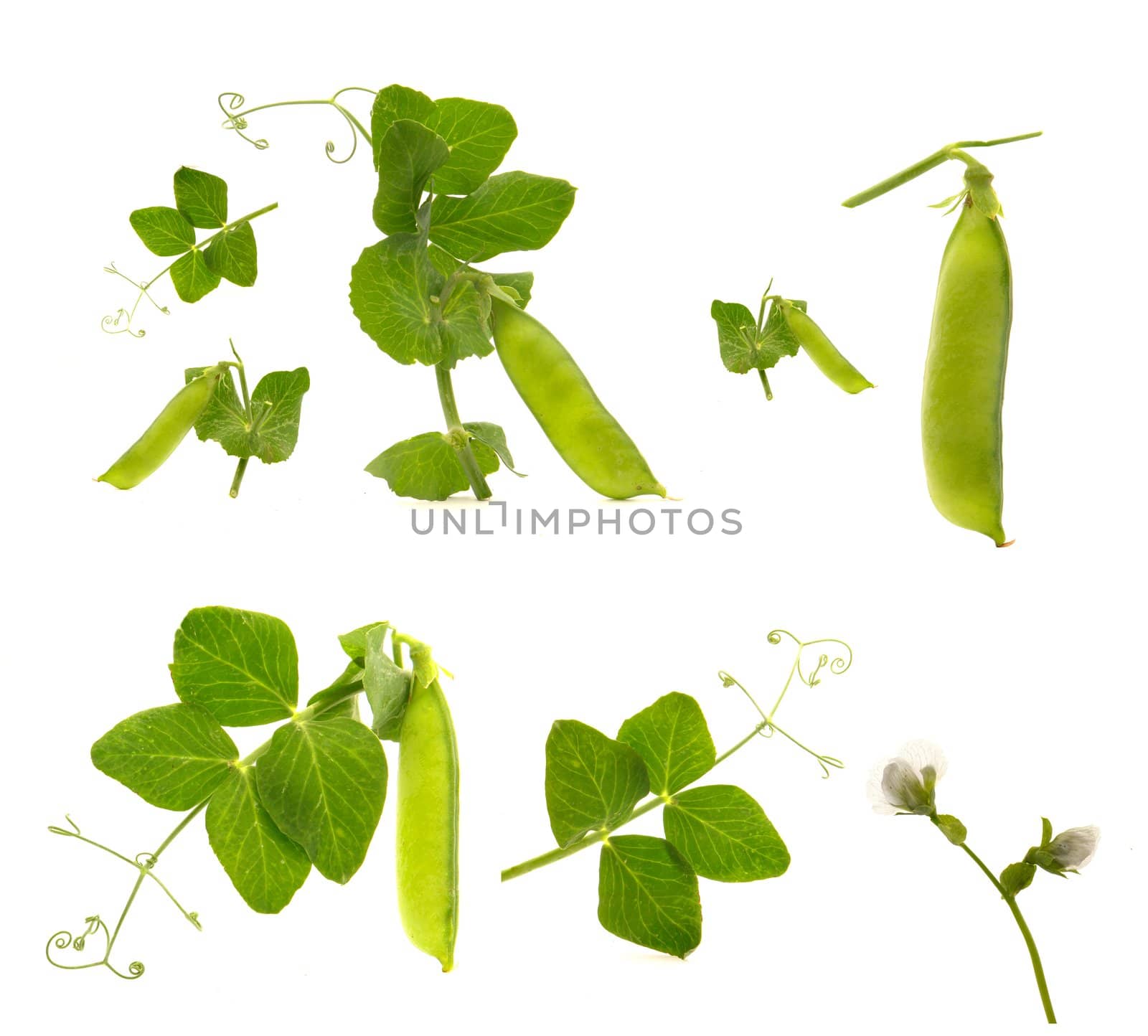 Garden fresh peas, on white                               