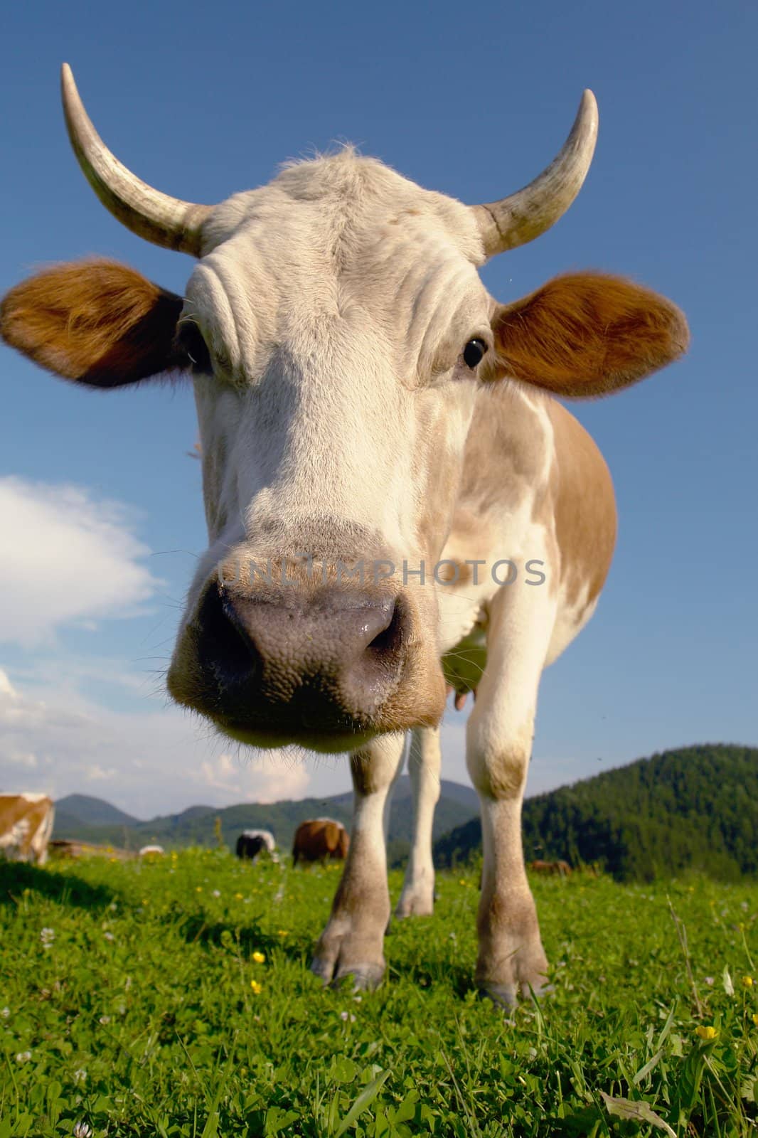 cow on a green background