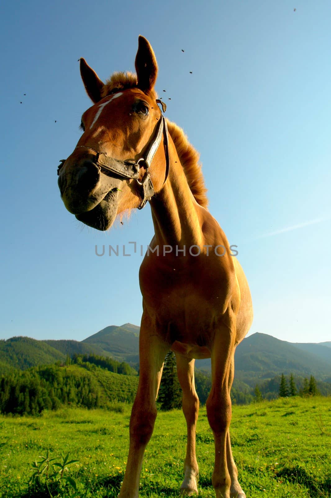 Horses on a pasture in  summer                               