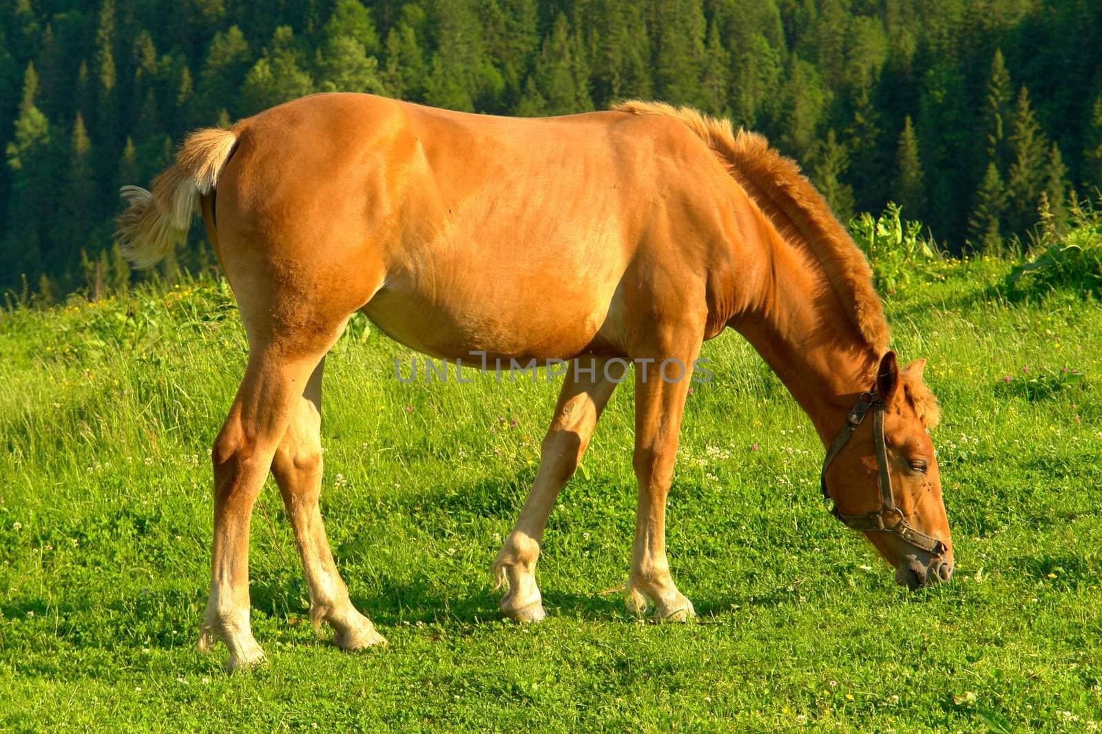 Horses on a pasture in  summer                               