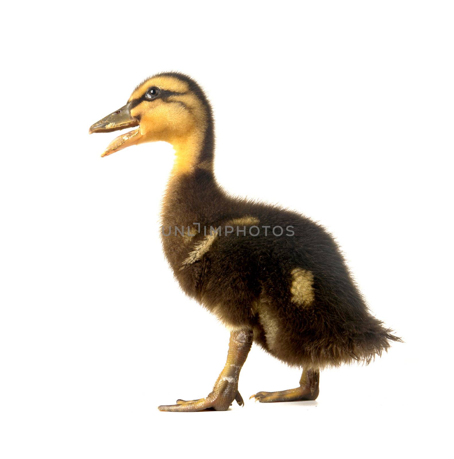duck on a white background