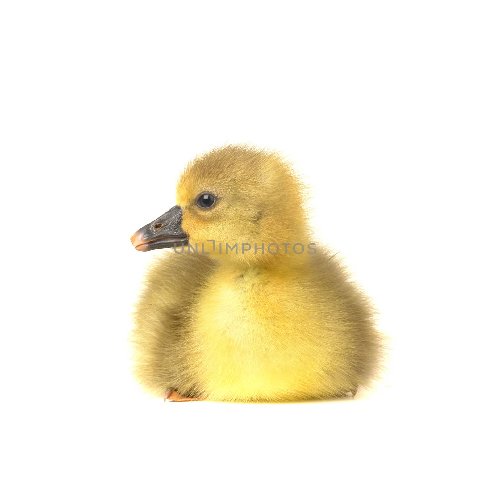 duck on a white background