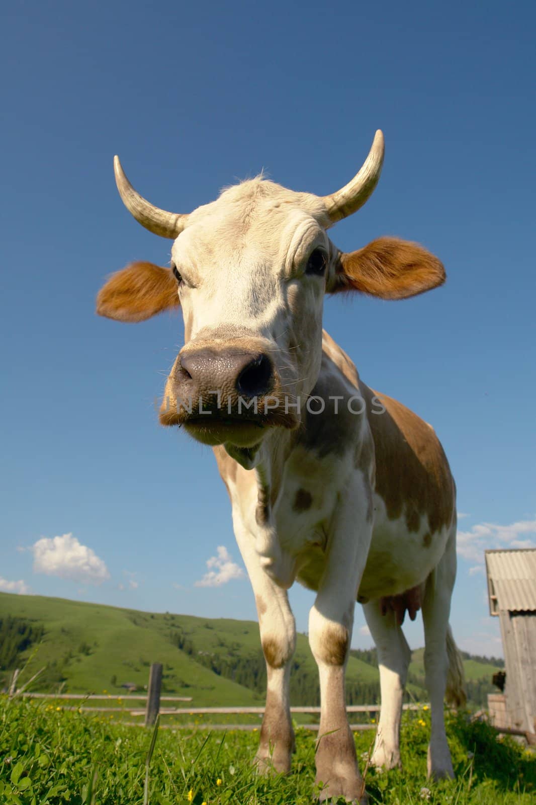 cow on a green background