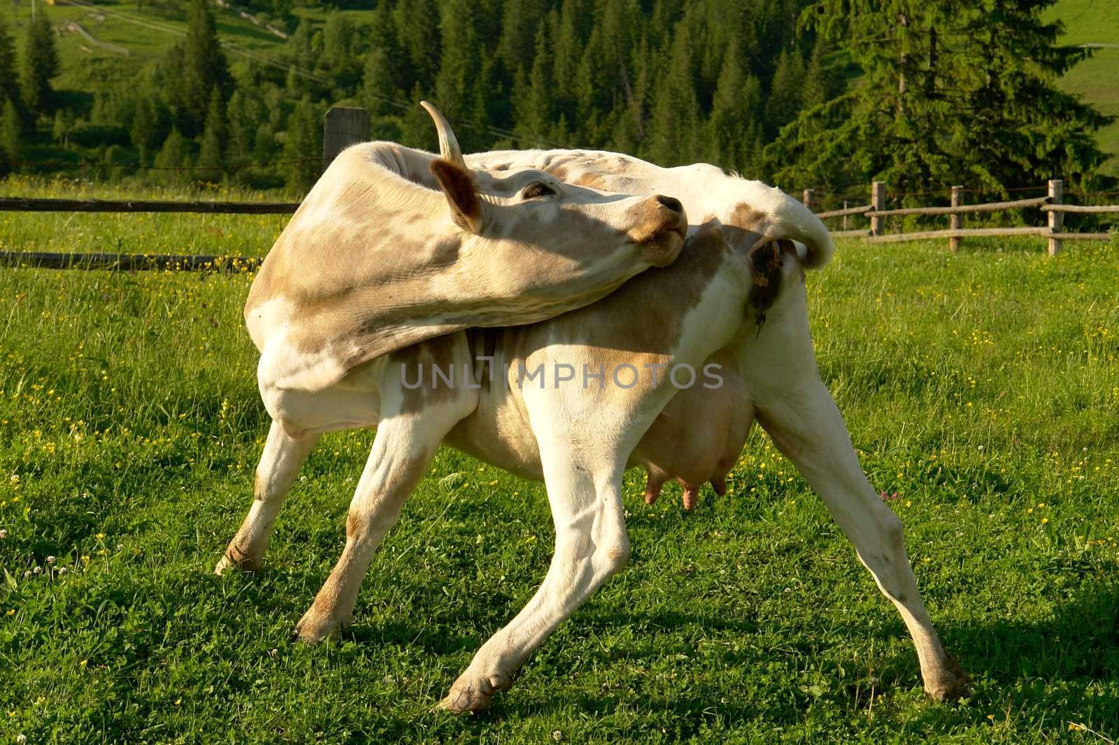 cow on a green background